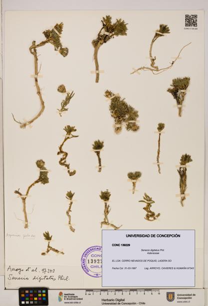 Senecio digitatus [Espécimen: UDEC:CONC:0139229]