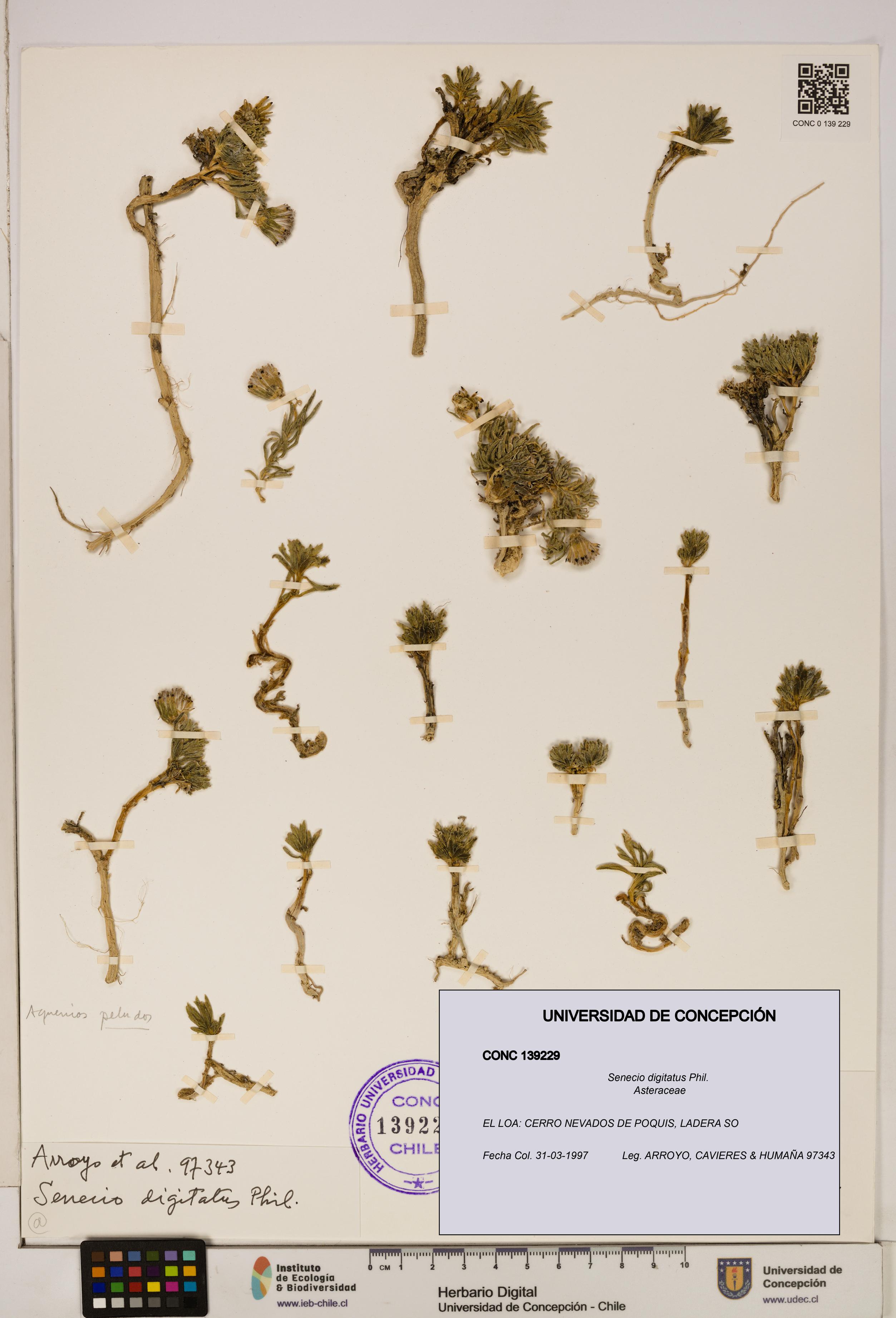 Senecio digitatus [Espécimen: UDEC:CONC:0139229]