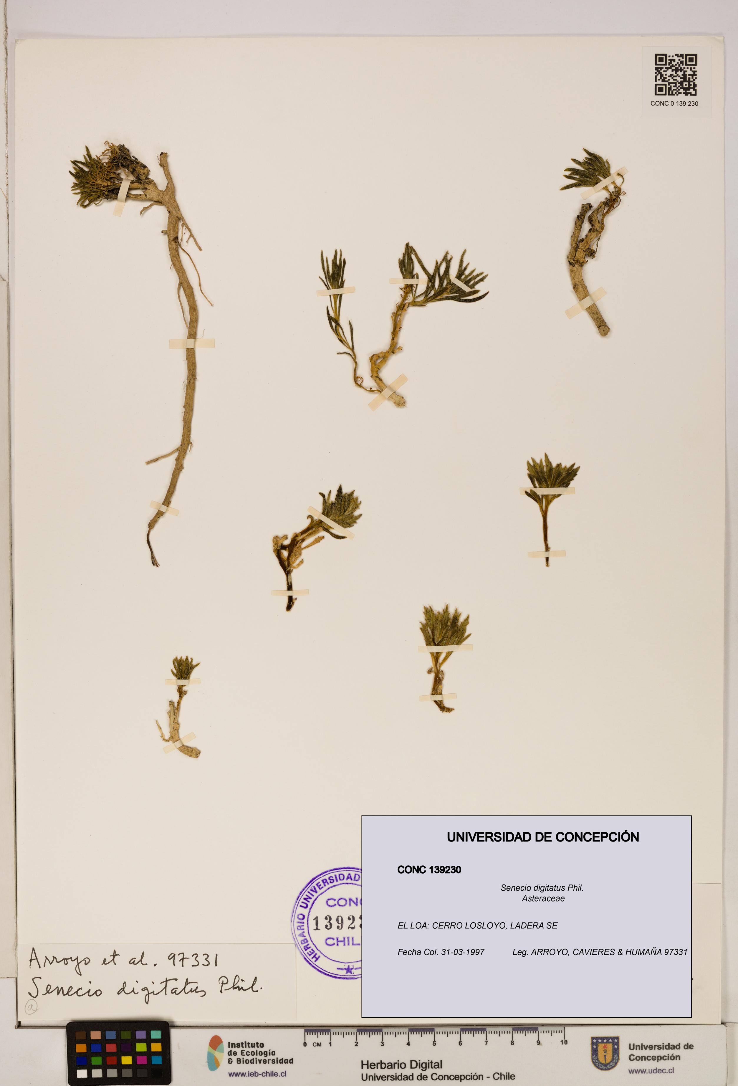 Senecio digitatus [Espécimen: UDEC:CONC:0139230]
