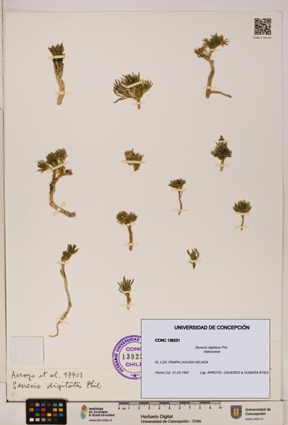 Senecio digitatus [Espécimen: UDEC:CONC:0139231]