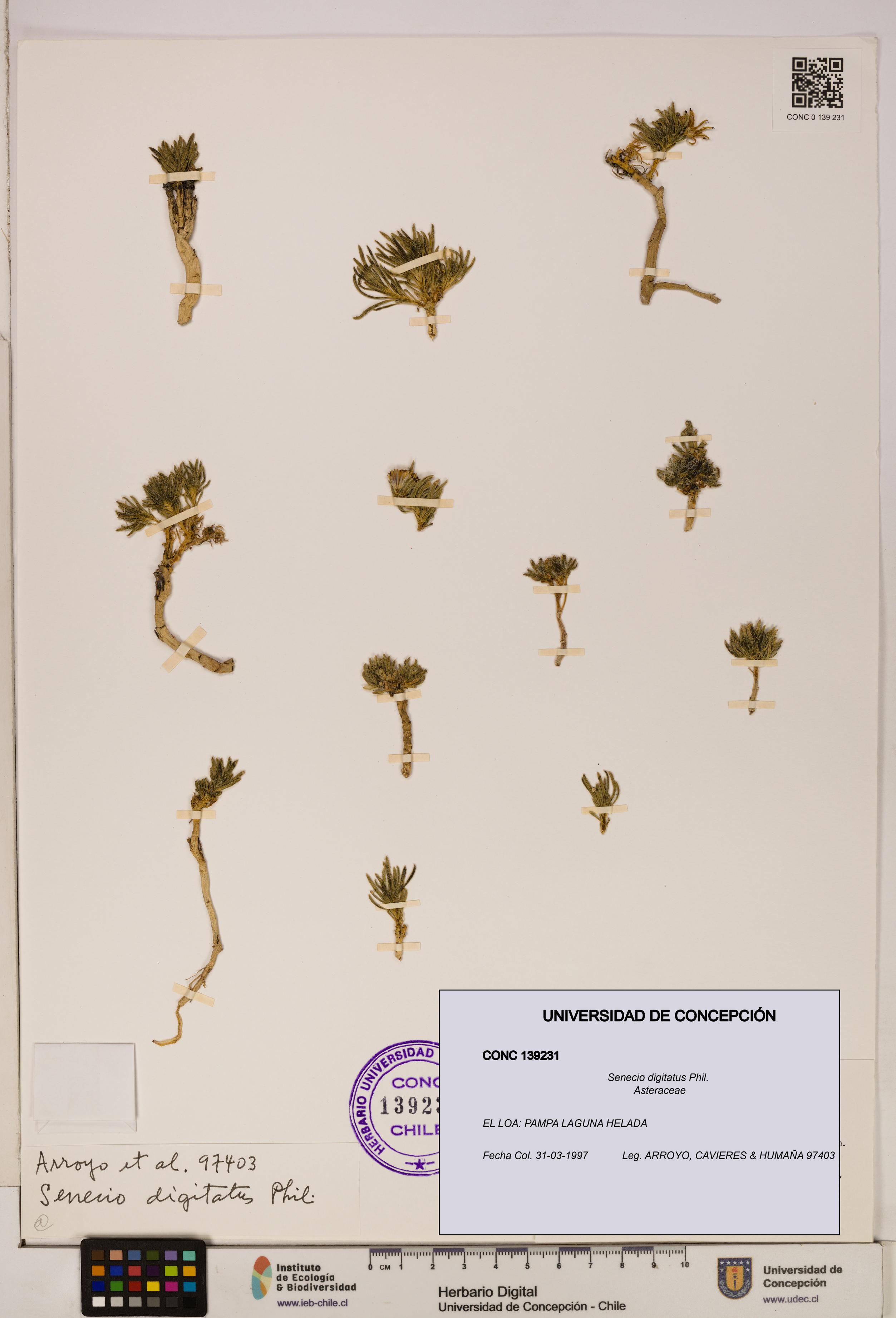 Senecio digitatus [Espécimen: UDEC:CONC:0139231]