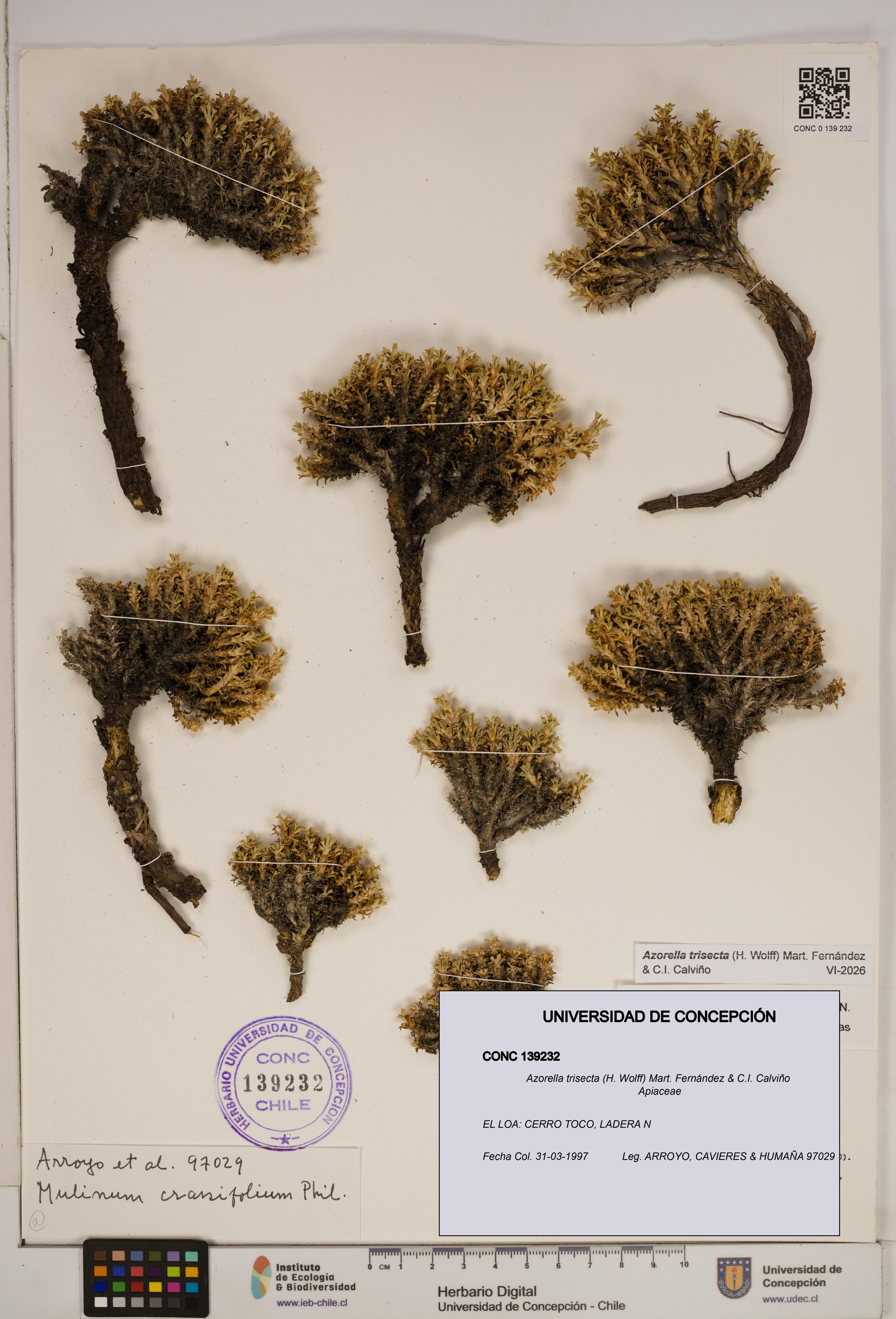 Azorella trisecta [Espécimen: ]