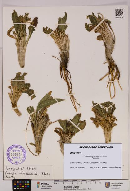 Perezia atacamensis [Espécimen: UDEC:CONC:0139244]