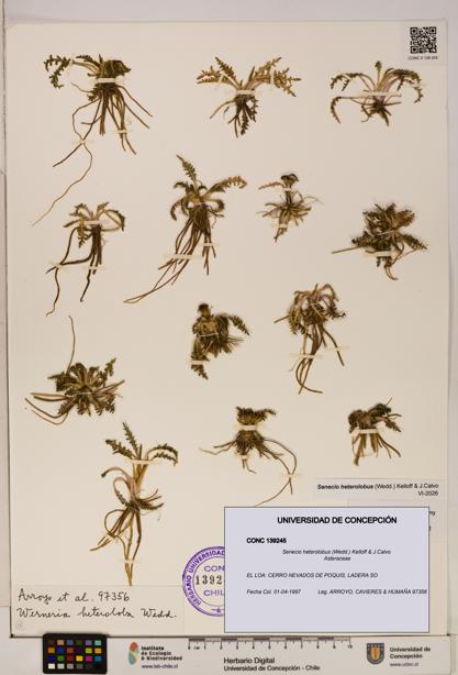 Senecio heterolobus [Espécimen: ]