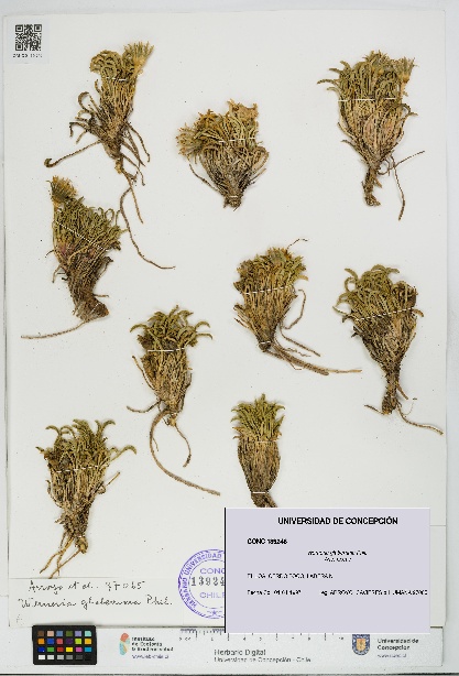 Werneria glaberrima [Espécimen: UDEC:CONC:0139246]