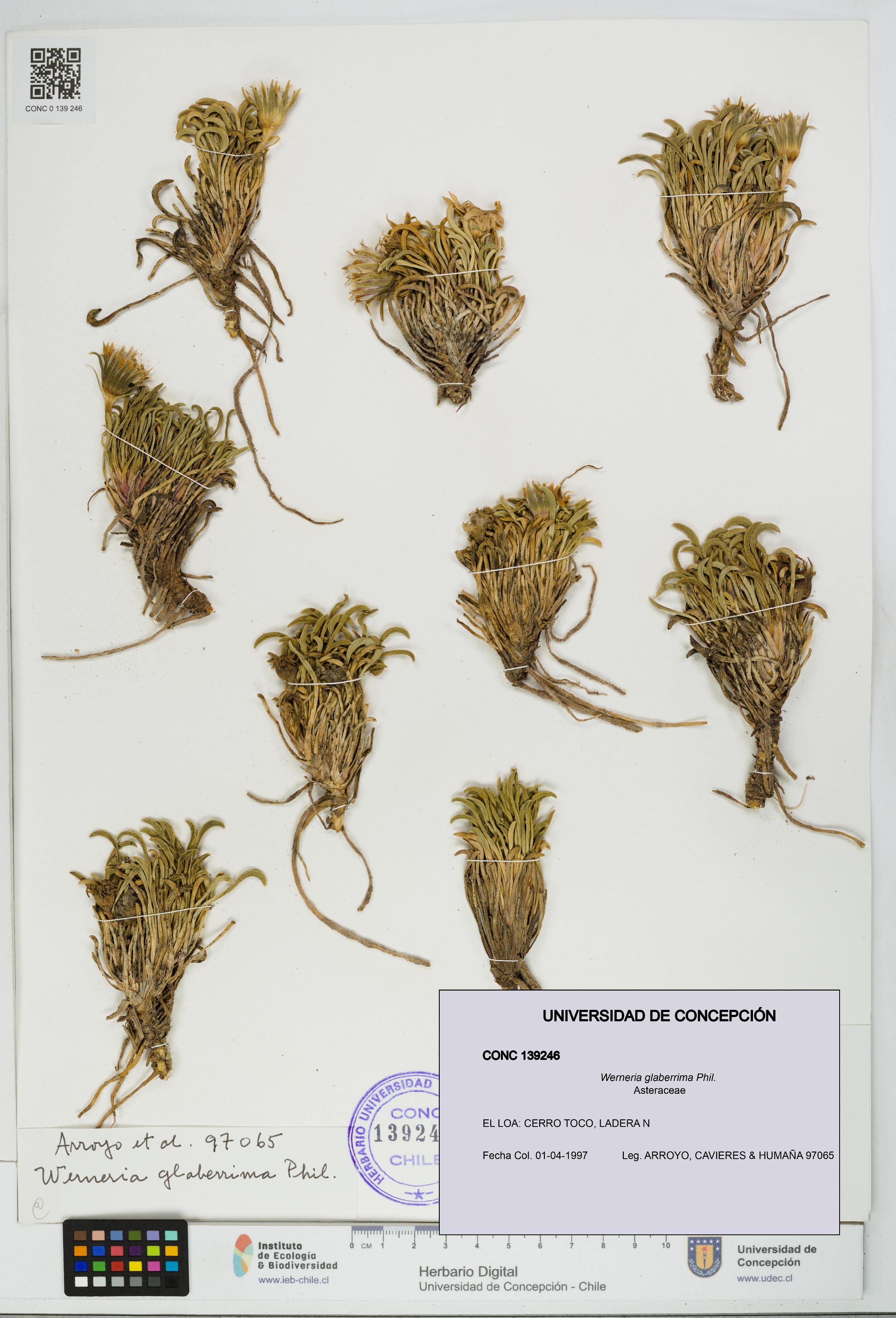 Werneria glaberrima [Espécimen: UDEC:CONC:0139246]
