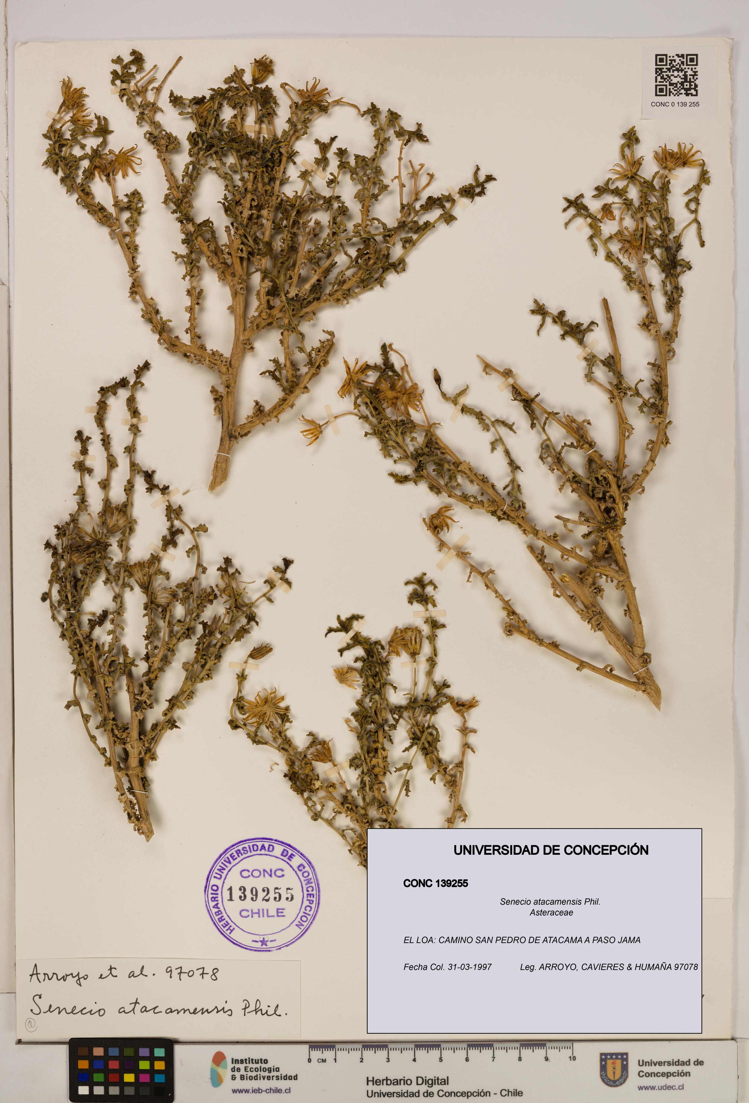 Senecio atacamensis [Espécimen: UDEC:CONC:0139255]