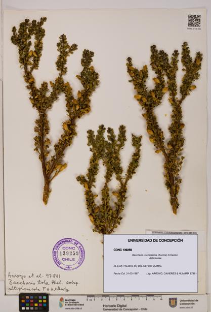 Baccharis tola [Espécimen: UDEC:CONC:0139259]