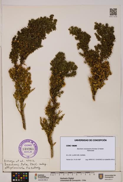 Baccharis tola [Espécimen: UDEC:CONC:0139260]