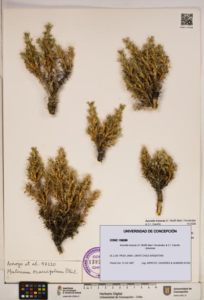 Azorella trisecta [Espécimen: ]