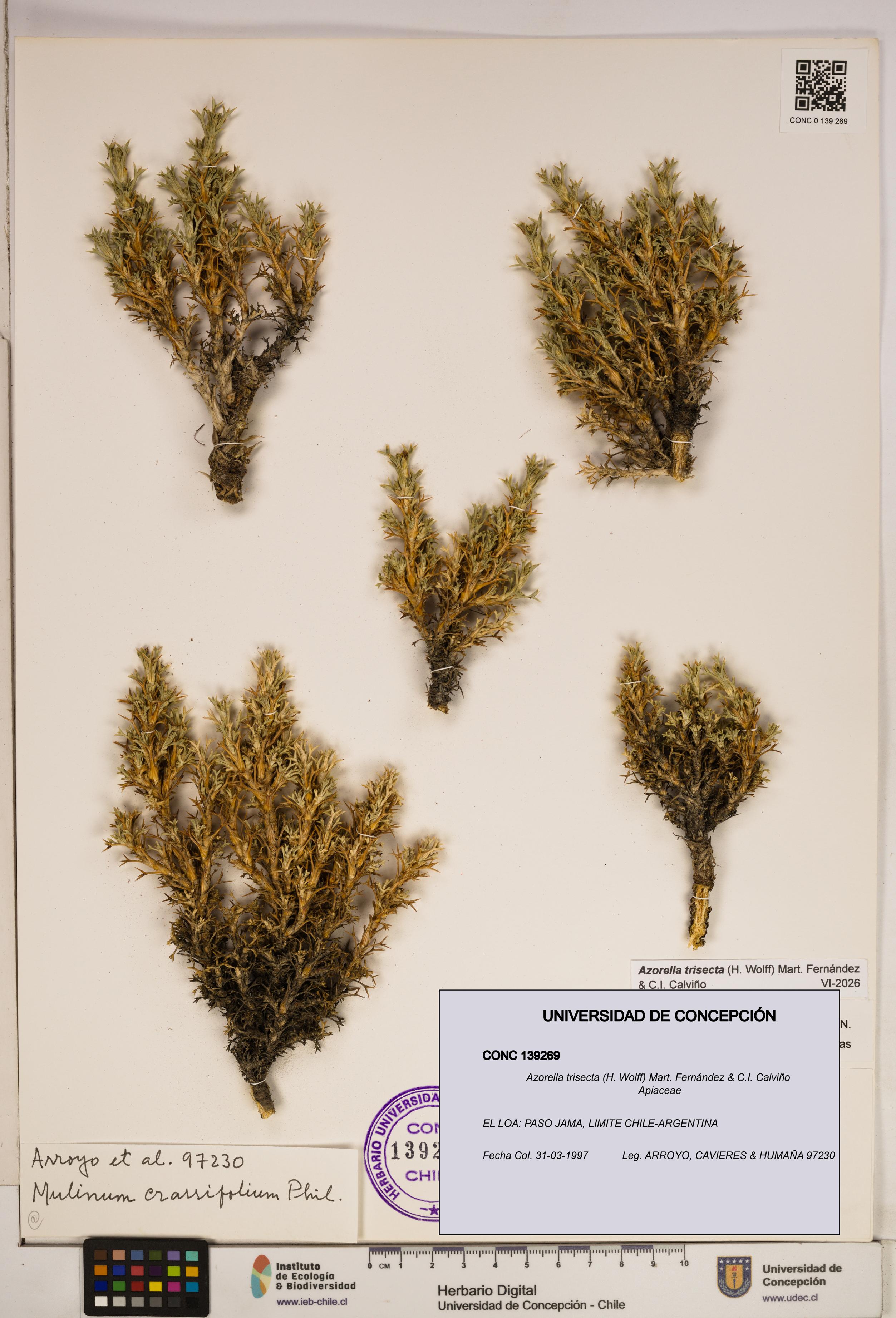 Azorella trisecta [Espécimen: ]