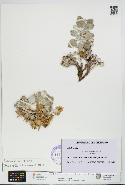 Urmenetea atacamensis [Espécimen: UDEC:CONC:0139270]