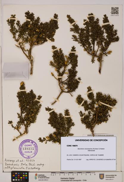 Baccharis tola [Espécimen: UDEC:CONC:0139273]