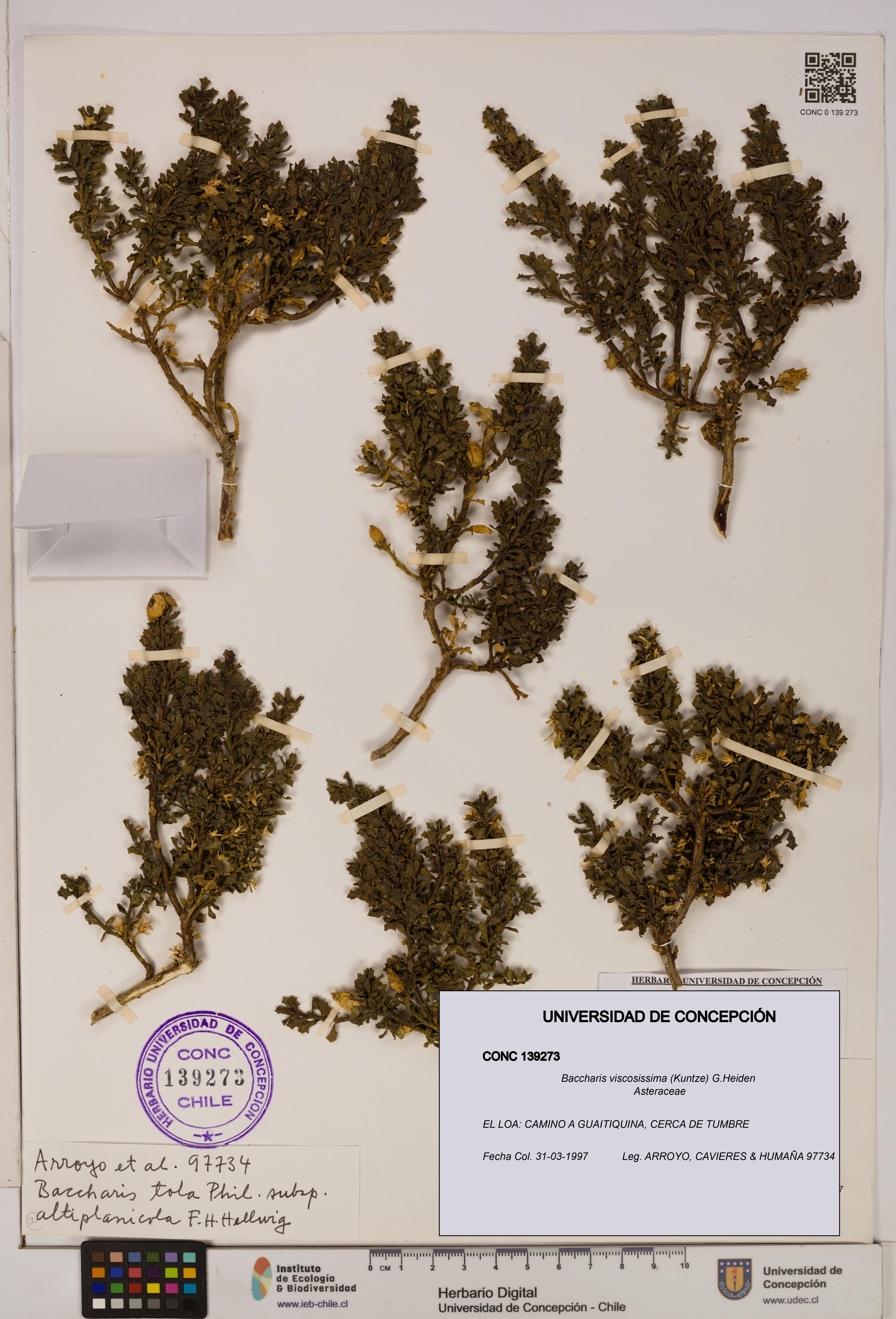Baccharis tola [Espécimen: UDEC:CONC:0139273]