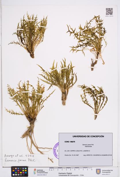 Senecio jarae [Espécimen: ]