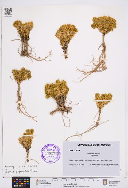 Senecio puchei [Espécimen: ]