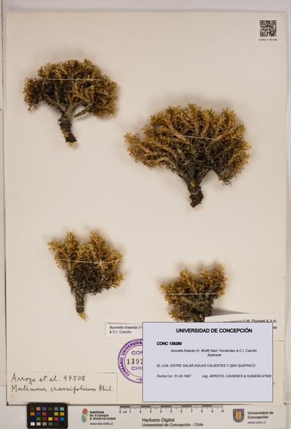 Azorella trisecta [Espécimen: ]