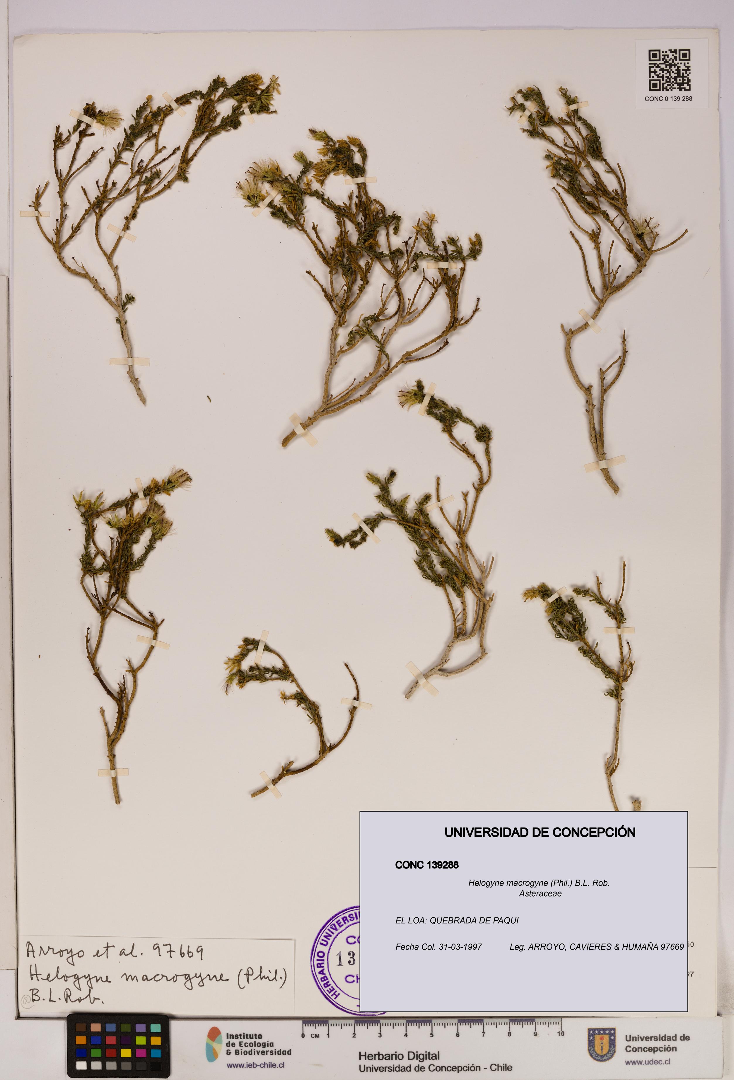 Helogyne macrogyne [Espécimen: UDEC:CONC:0139288]