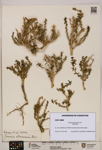 Senecio atacamensis [Espécimen: UDEC:CONC:0139289]