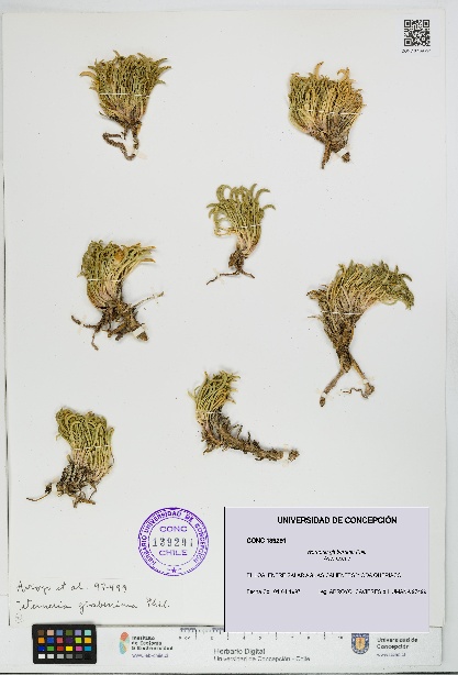 Werneria glaberrima [Espécimen: UDEC:CONC:0139291]