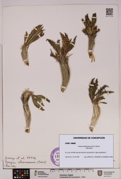 Perezia atacamensis [Espécimen: UDEC:CONC:0139292]