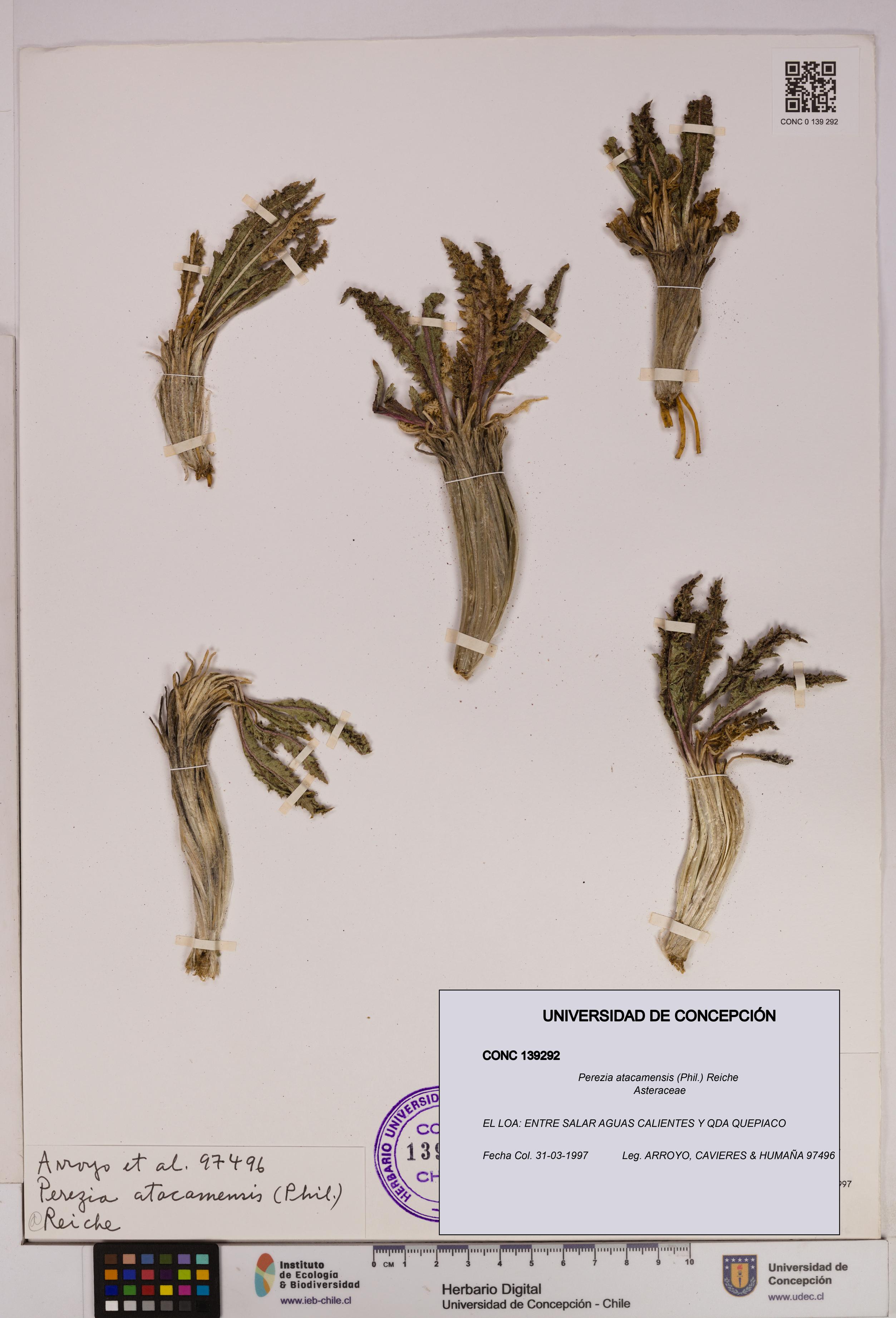 Perezia atacamensis [Espécimen: UDEC:CONC:0139292]