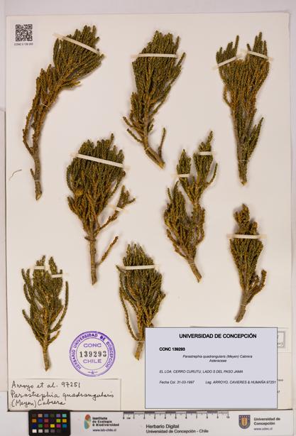 Parastrephia quadrangularis [Espécimen: UDEC:CONC:0139293]