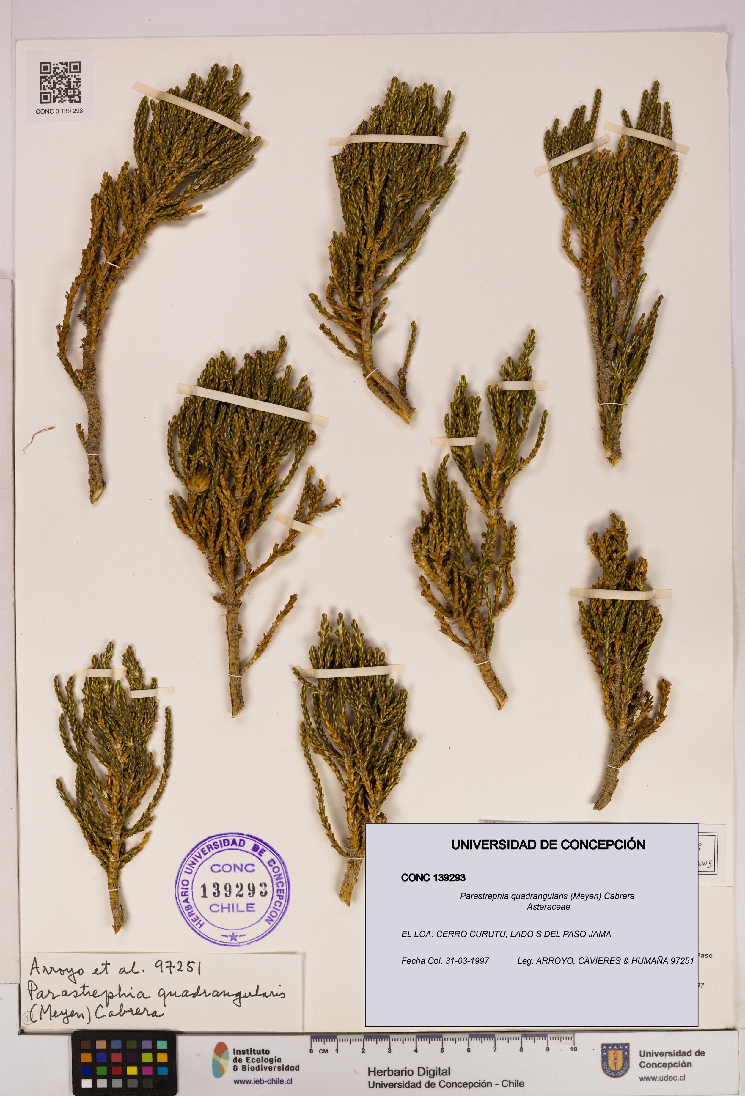 Parastrephia quadrangularis [Espécimen: UDEC:CONC:0139293]