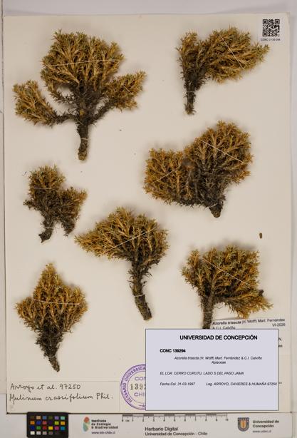 Azorella trisecta [Espécimen: ]