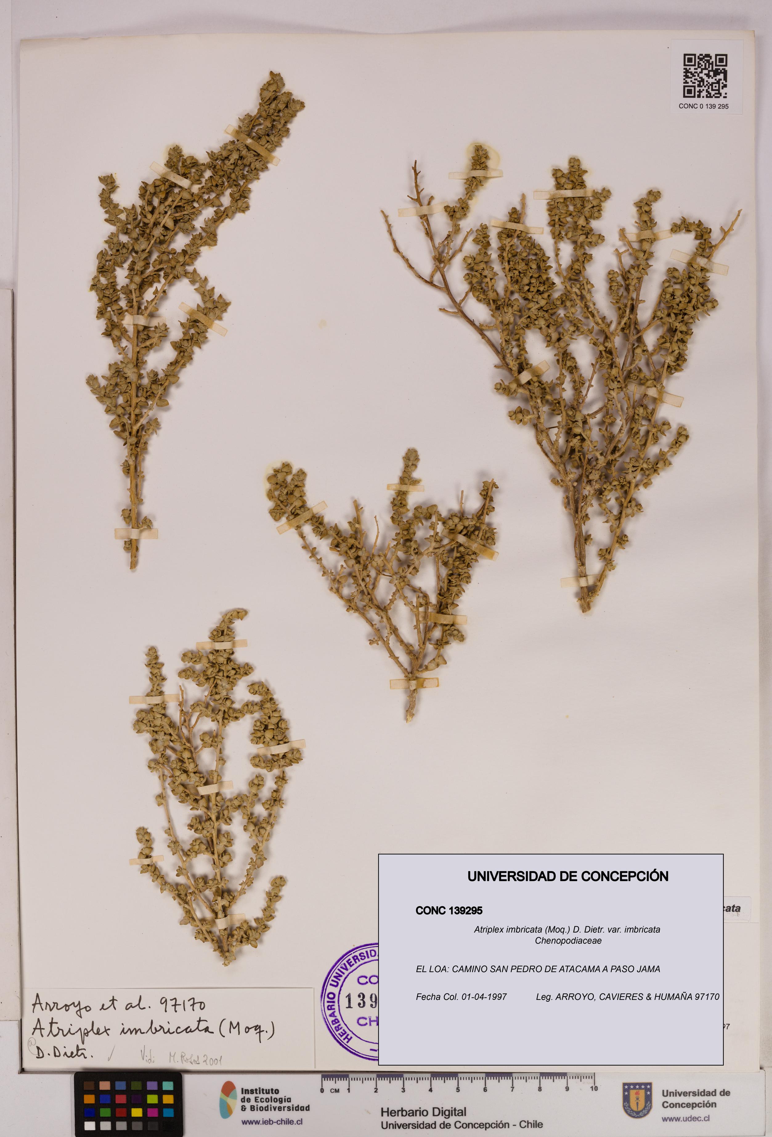 Atriplex imbricata [Espécimen: UDEC:CONC:0139295]