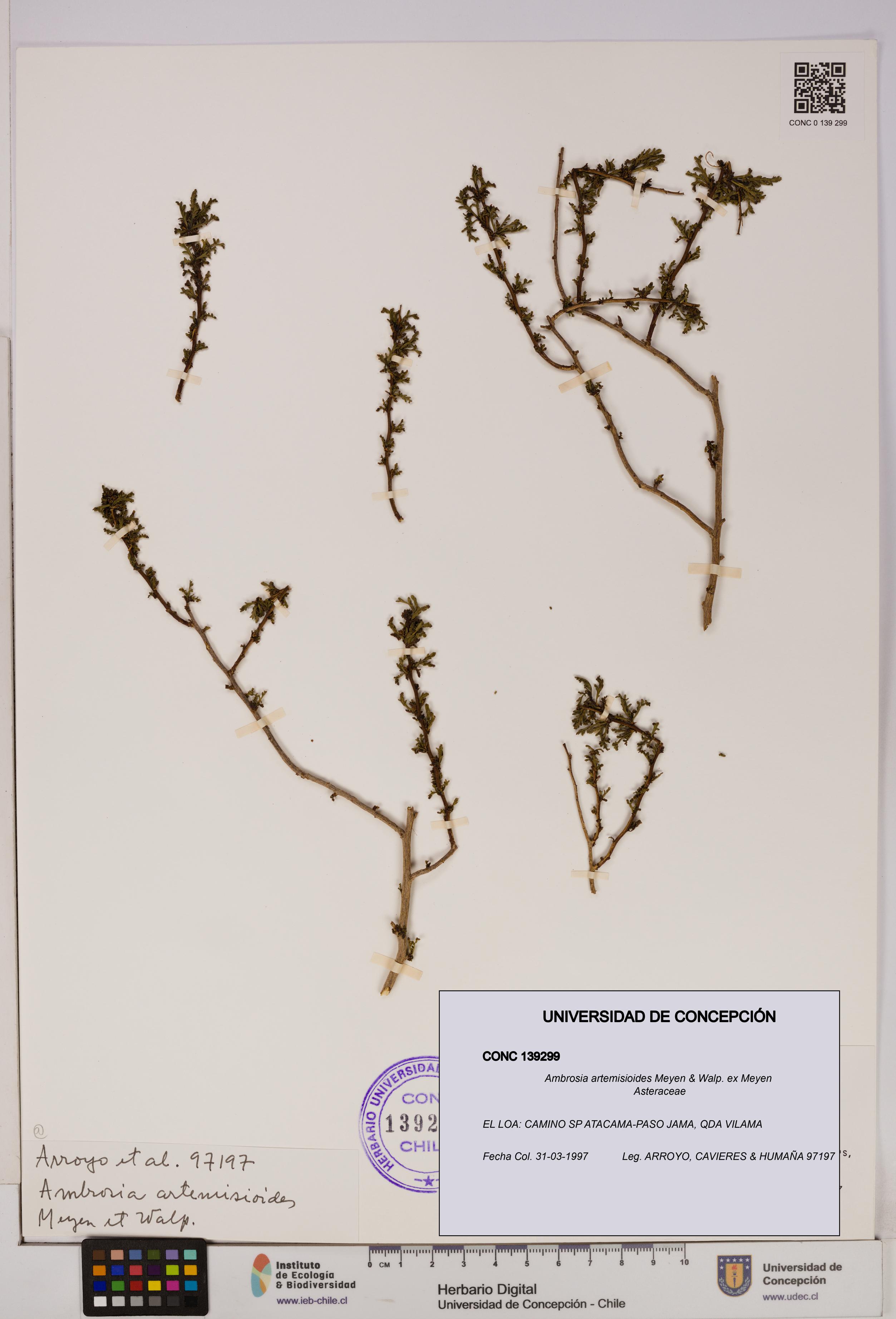 Ambrosia artemisioides [Espécimen: UDEC:CONC:0139299]