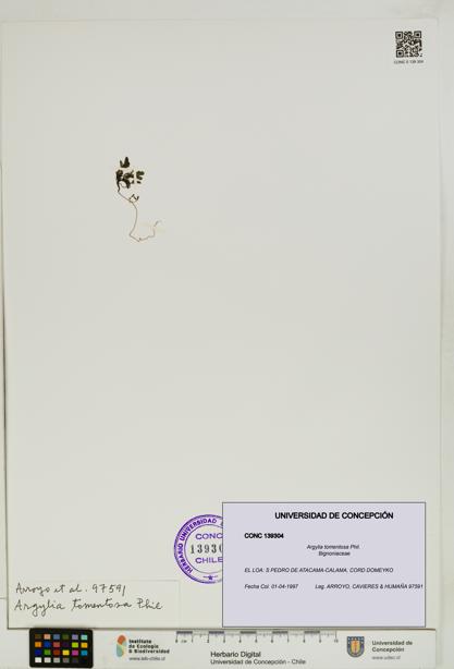 Argylia tomentosa [Espécimen: UDEC:CONC:0139304]