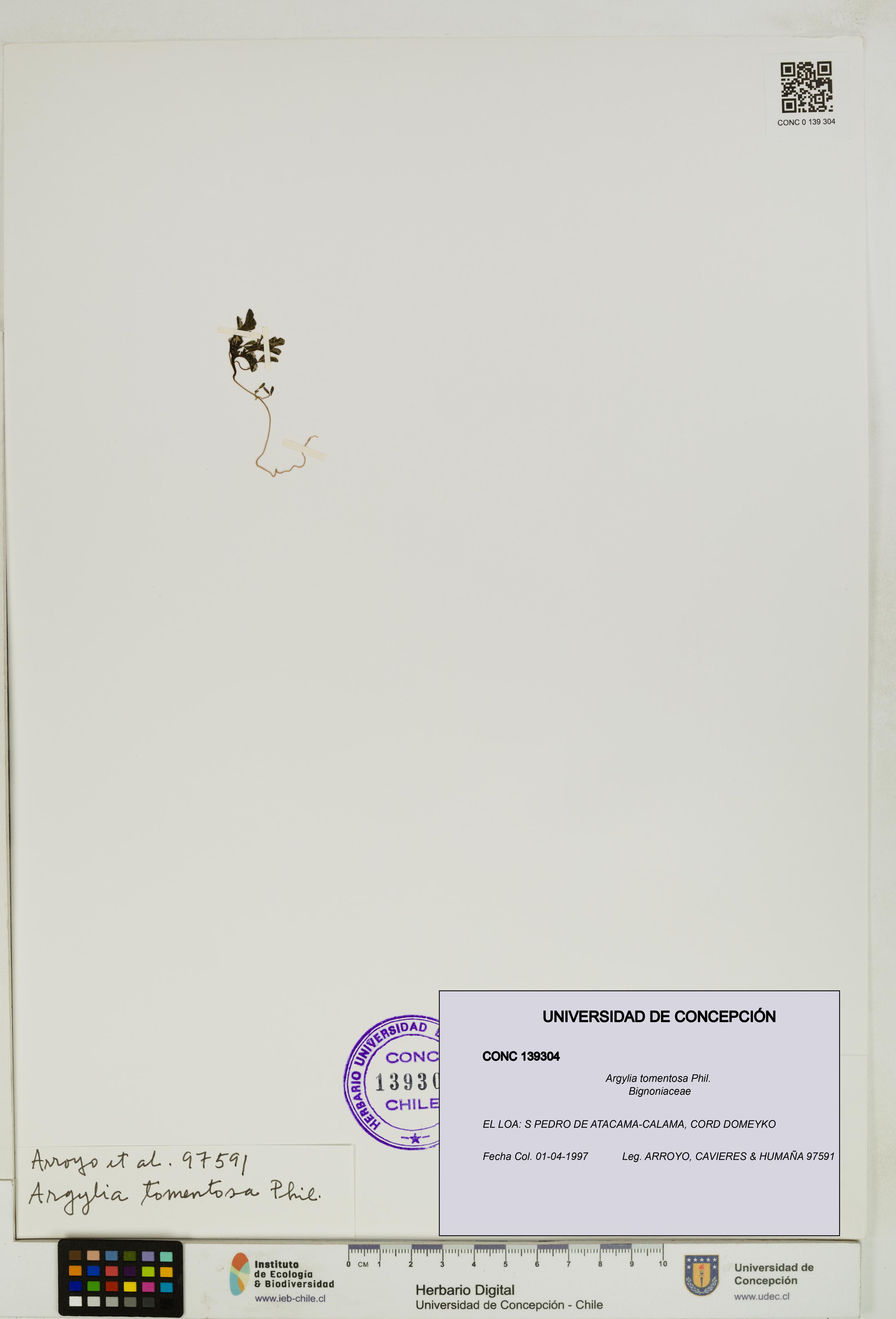 Argylia tomentosa [Espécimen: UDEC:CONC:0139304]