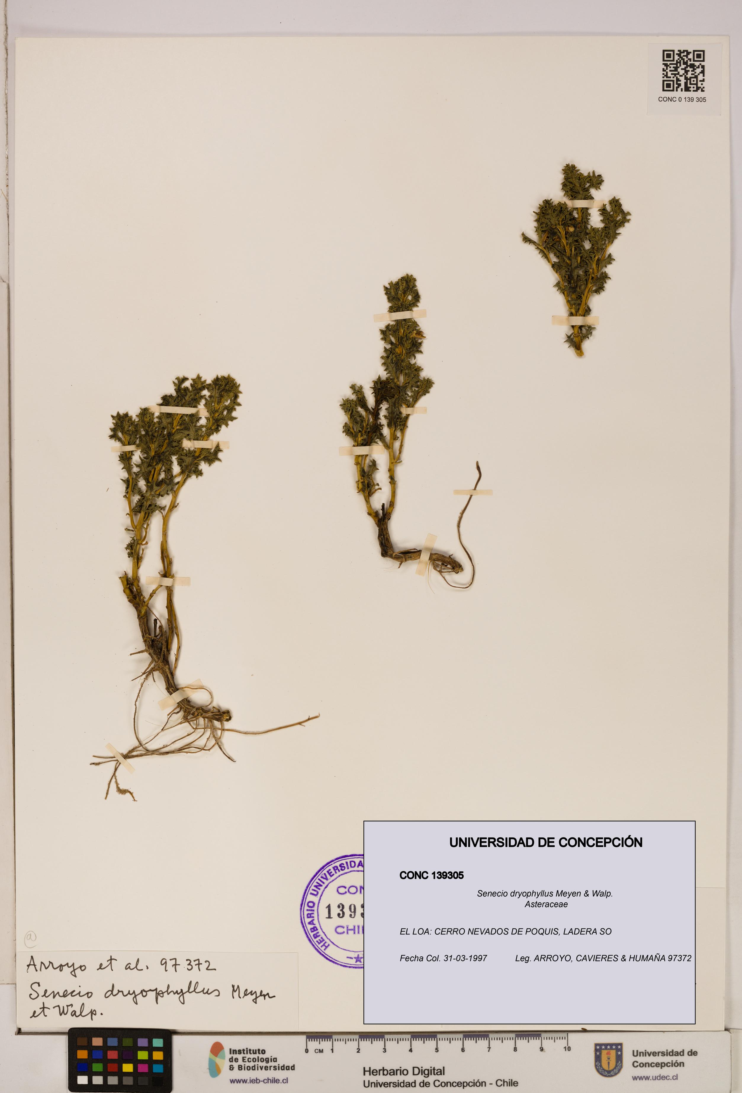 Senecio dryophyllus [Espécimen: UDEC:CONC:0139305]