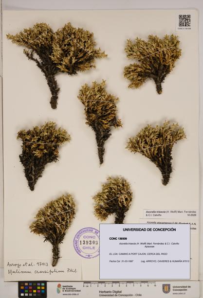 Azorella trisecta [Espécimen: ]