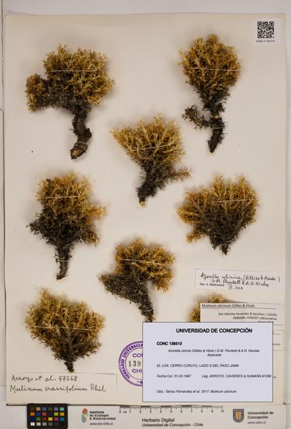 Azorella ulicina [Espécimen: ]
