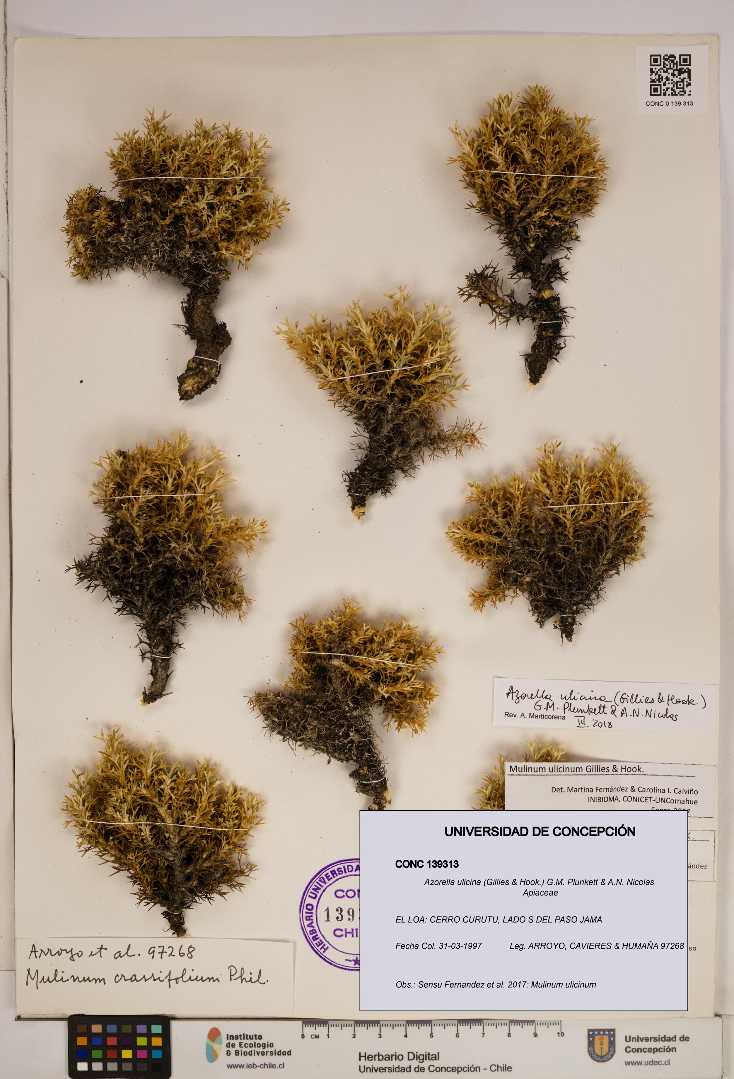 Azorella ulicina [Espécimen: ]