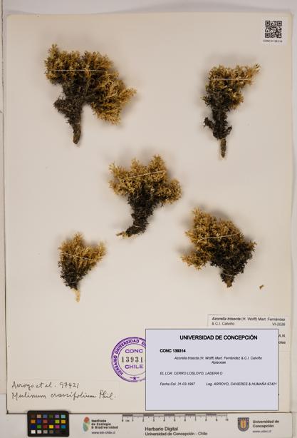 Azorella trisecta [Espécimen: ]
