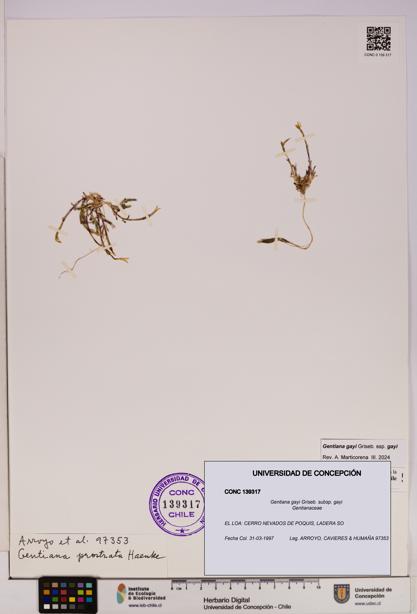 Gentiana gayi [Espécimen: UDEC:CONC:0139317]