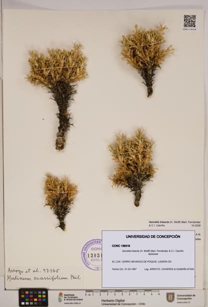 Azorella trisecta [Espécimen: ]