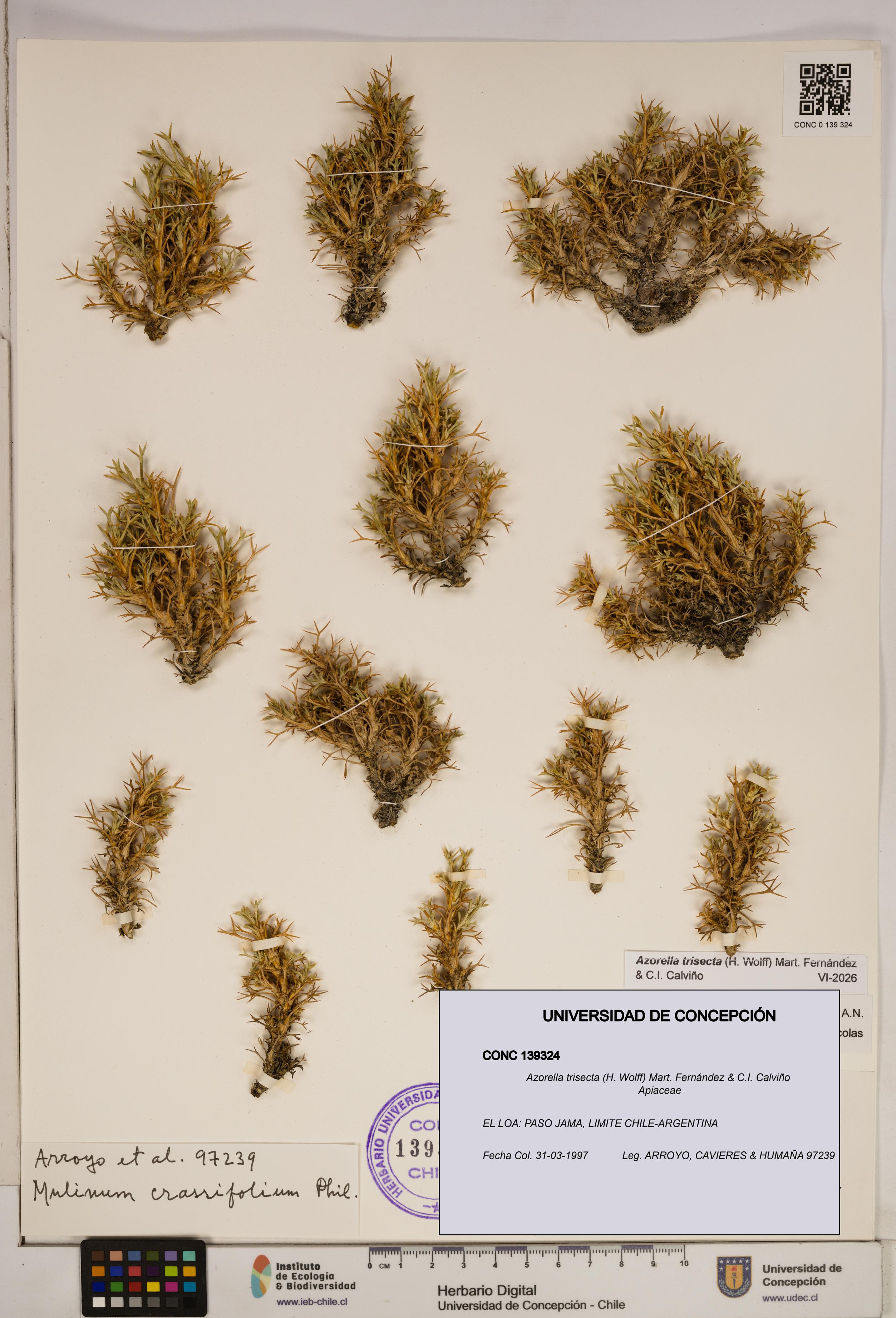 Azorella trisecta [Espécimen: ]