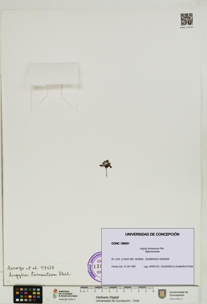 Argylia tomentosa [Espécimen: UDEC:CONC:0139331]