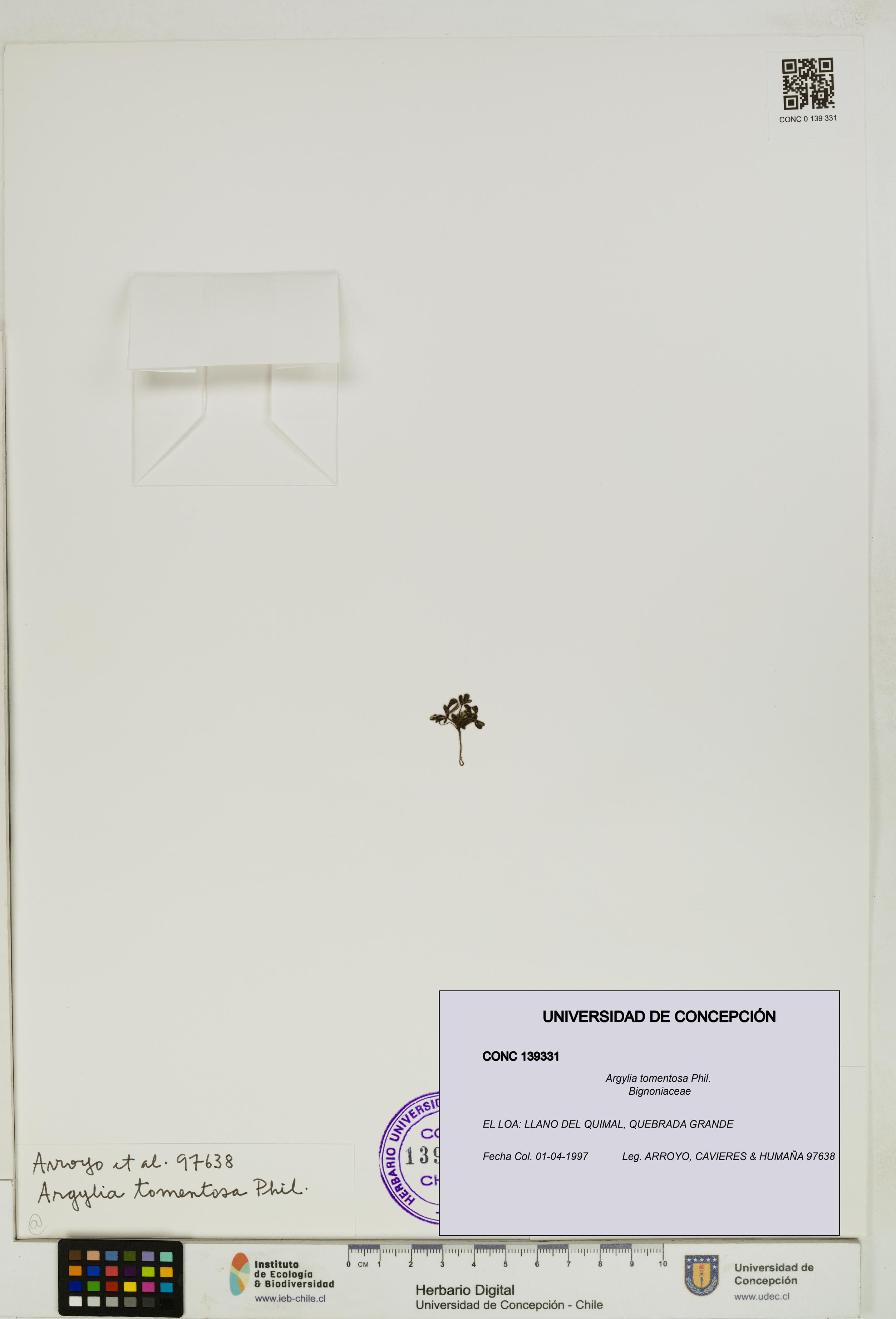Argylia tomentosa [Espécimen: UDEC:CONC:0139331]
