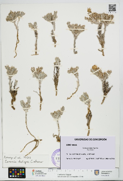 Senecio helgae [Espécimen: UDEC:CONC:0139335]