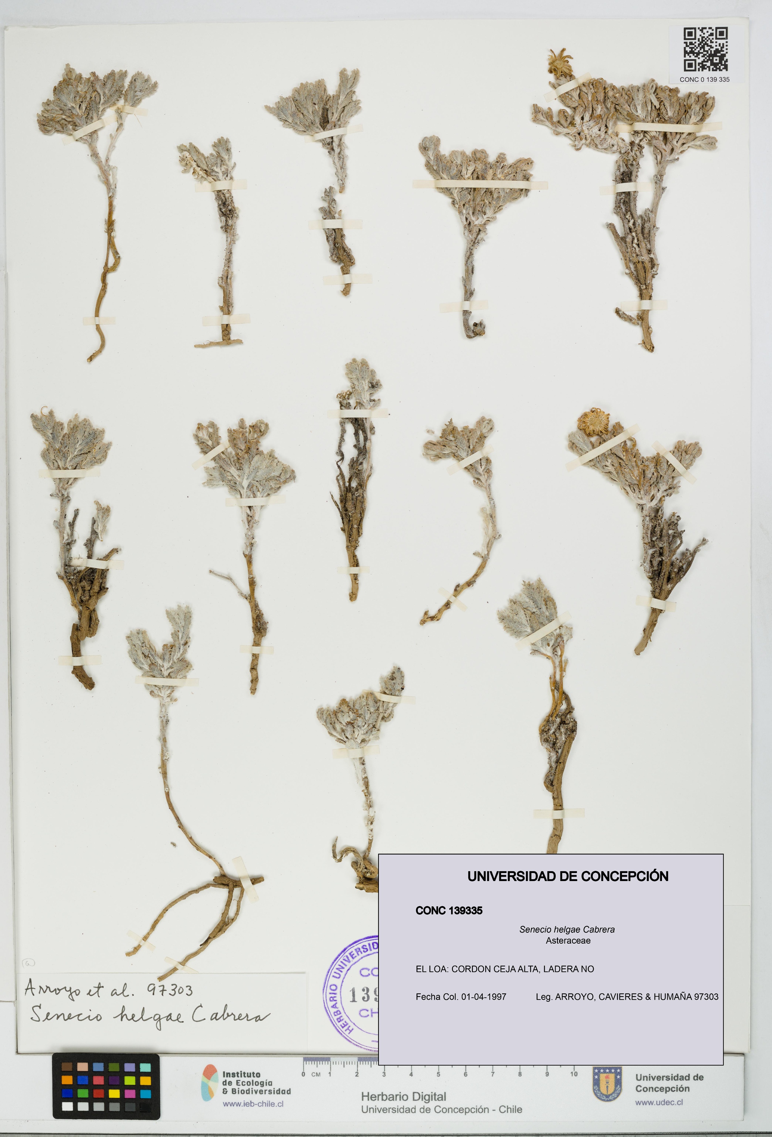 Senecio helgae [Espécimen: UDEC:CONC:0139335]