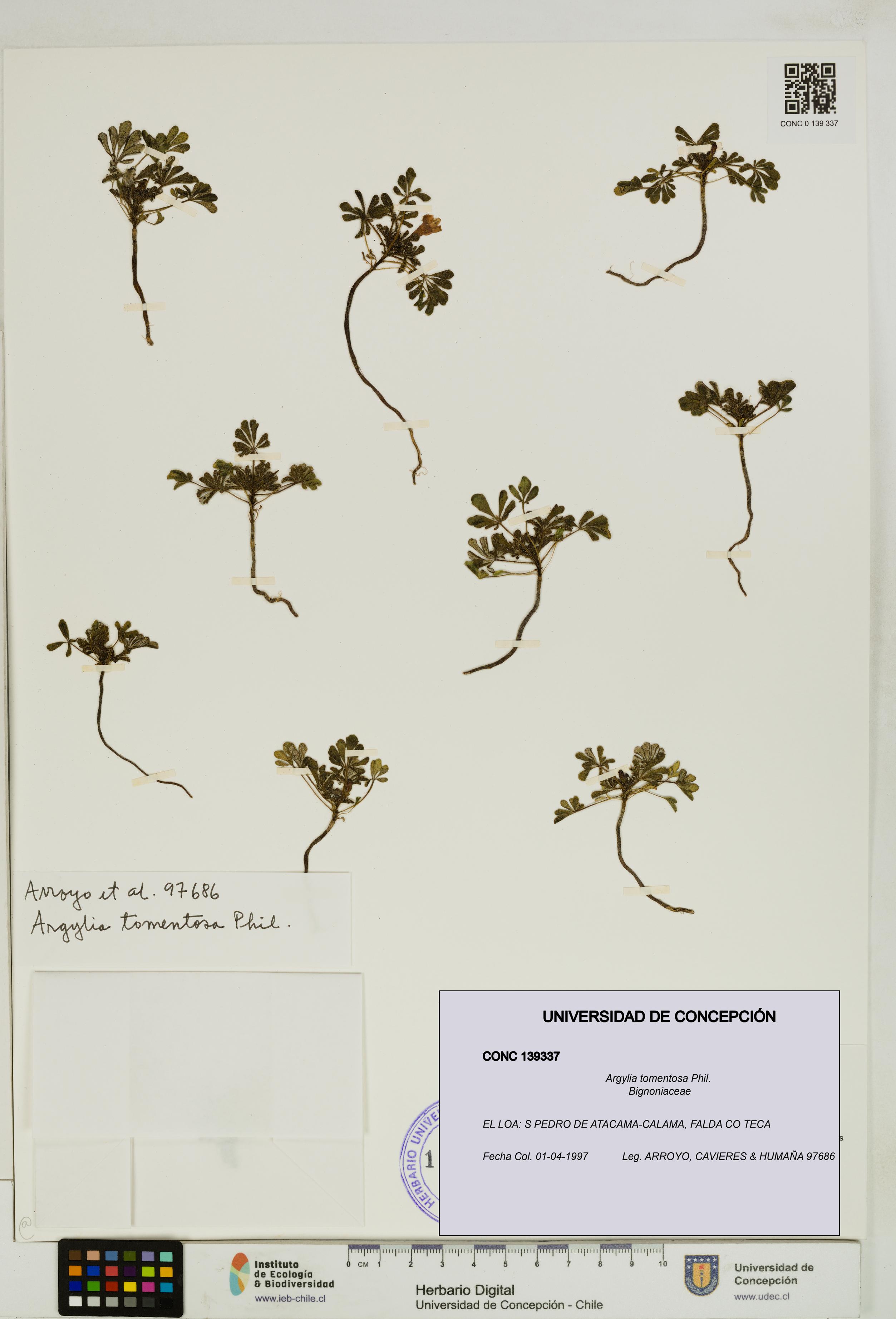 Argylia tomentosa [Espécimen: UDEC:CONC:0139337]