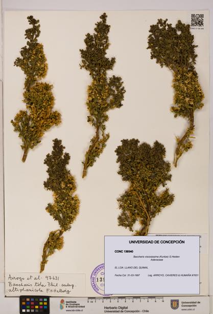Baccharis tola [Espécimen: UDEC:CONC:0139340]
