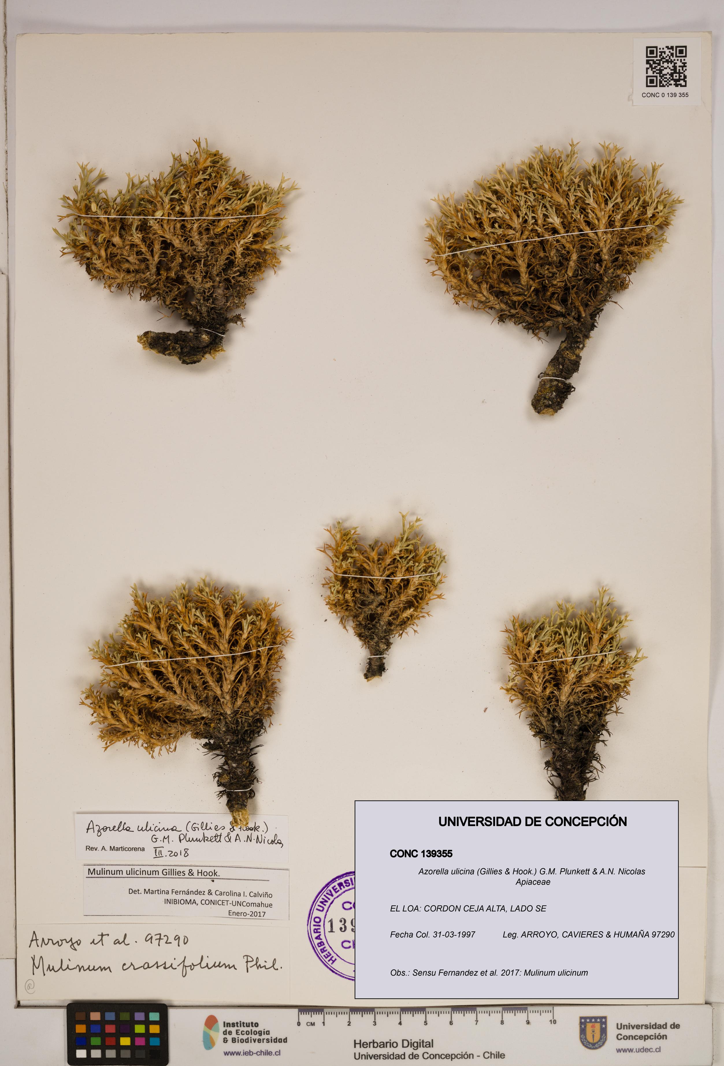 Azorella ulicina [Espécimen: ]