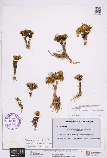 Senecio toconaoensis [Espécimen: ]