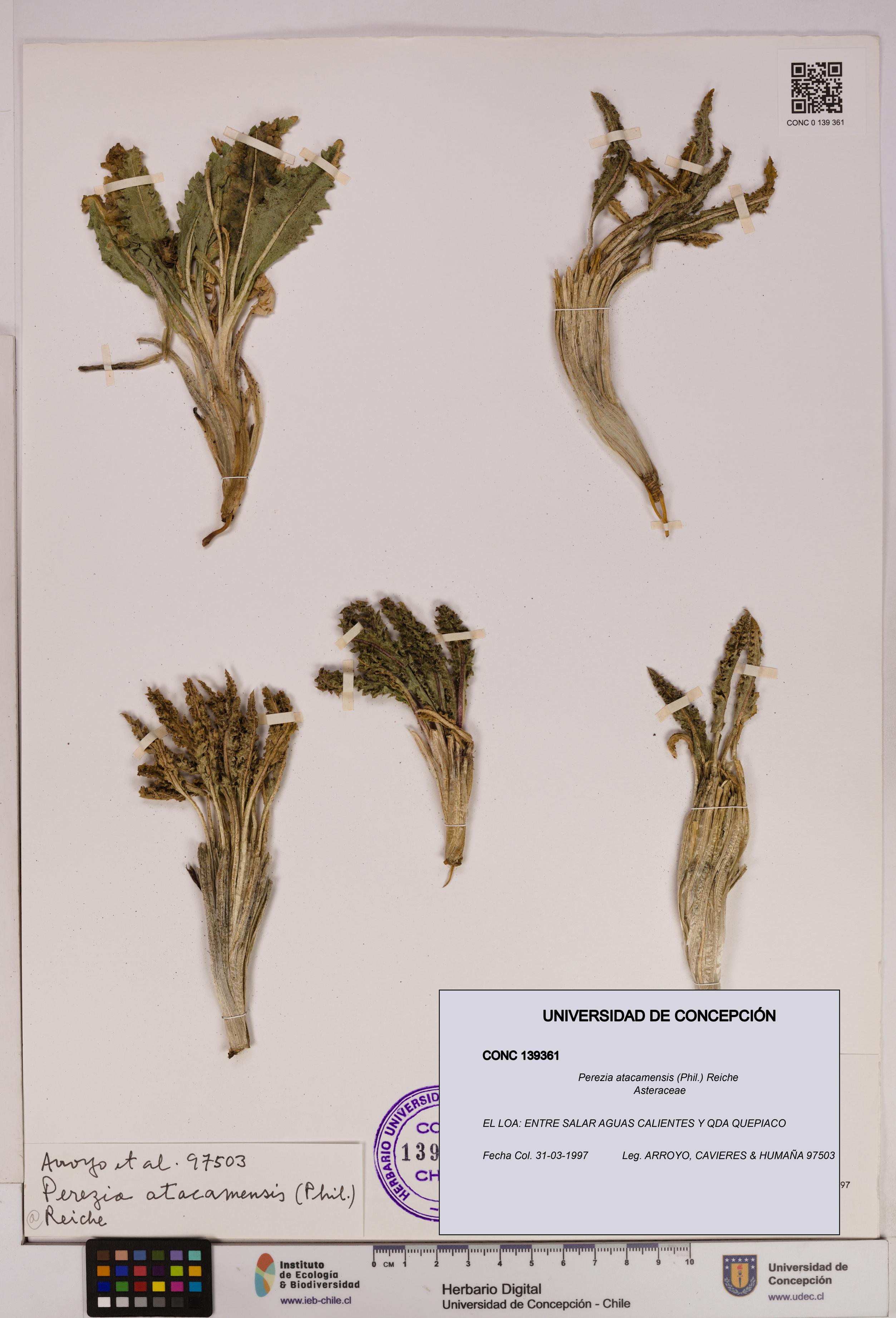 Perezia atacamensis [Espécimen: UDEC:CONC:0139361]